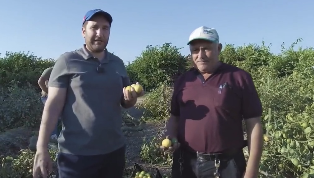 Ne Acı.. Çiftçi Limon Ağaçlarını Söküyor! 