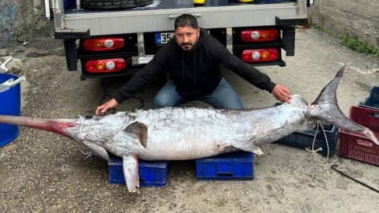 150 Kiloluk Kılıç Balığı Yakaladı 