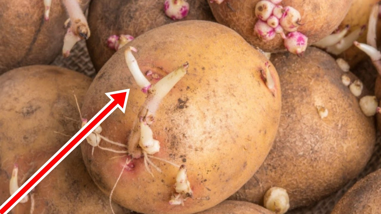 Patates Filizlenmesine Son Verin! Patatesler Bu Yöntemle Artık Filizlenmeyecek