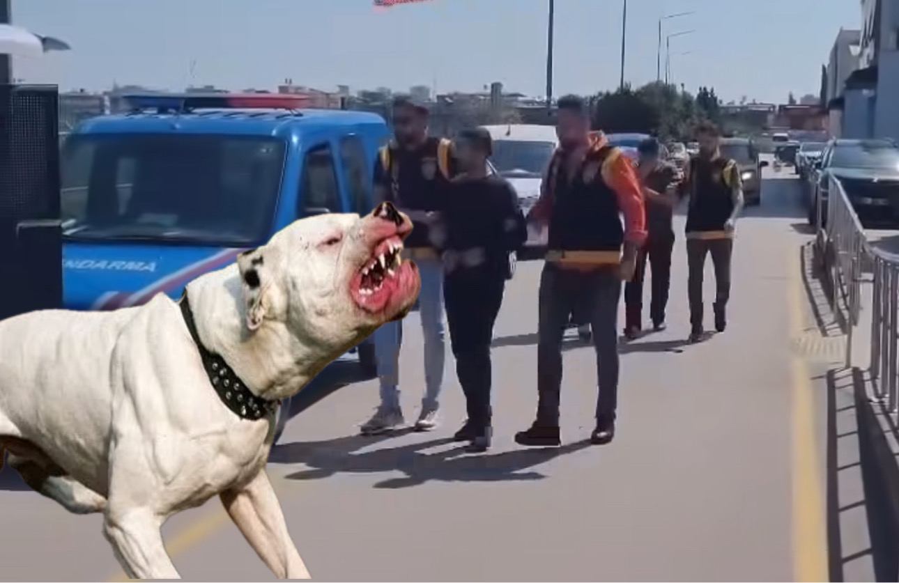Saldırgan Pitbull Asel’i Hastanelik Etti
