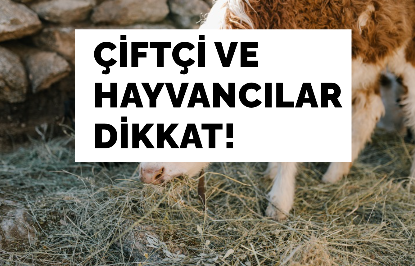 Hayvancılara Buzağı Destek Parası Ödeme Tarihi! Tarım Bakanlığı Nisan Buzağı Yardım Ödemesini Ne Zaman Yapıyor!