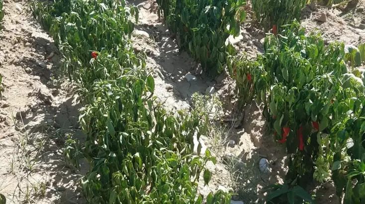 Çukurova Çiftçisinin Kuraklık Feryadı