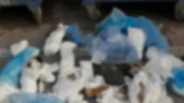 Vahşet! 33 Ölü Kedi Bulundu…