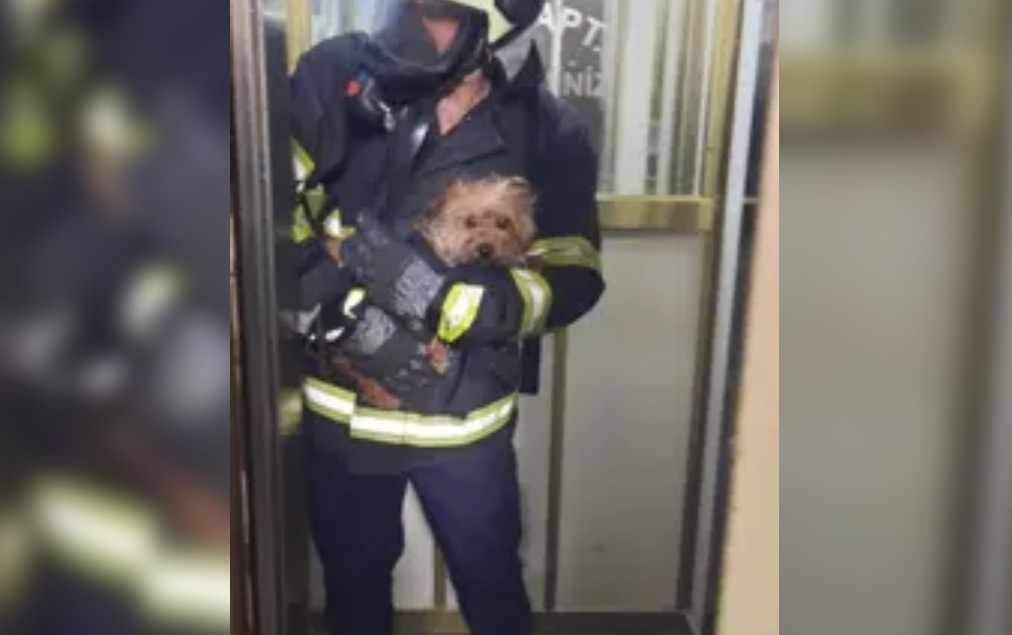 Yangında Mahsur Kalan Köpek Kurtarıldı