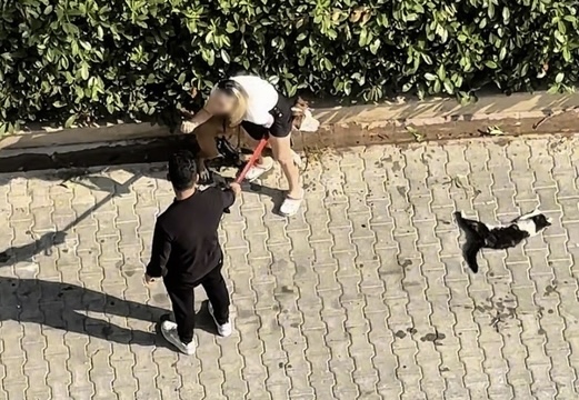 VAHŞET! Pitbull Kediyi Öldürdü 