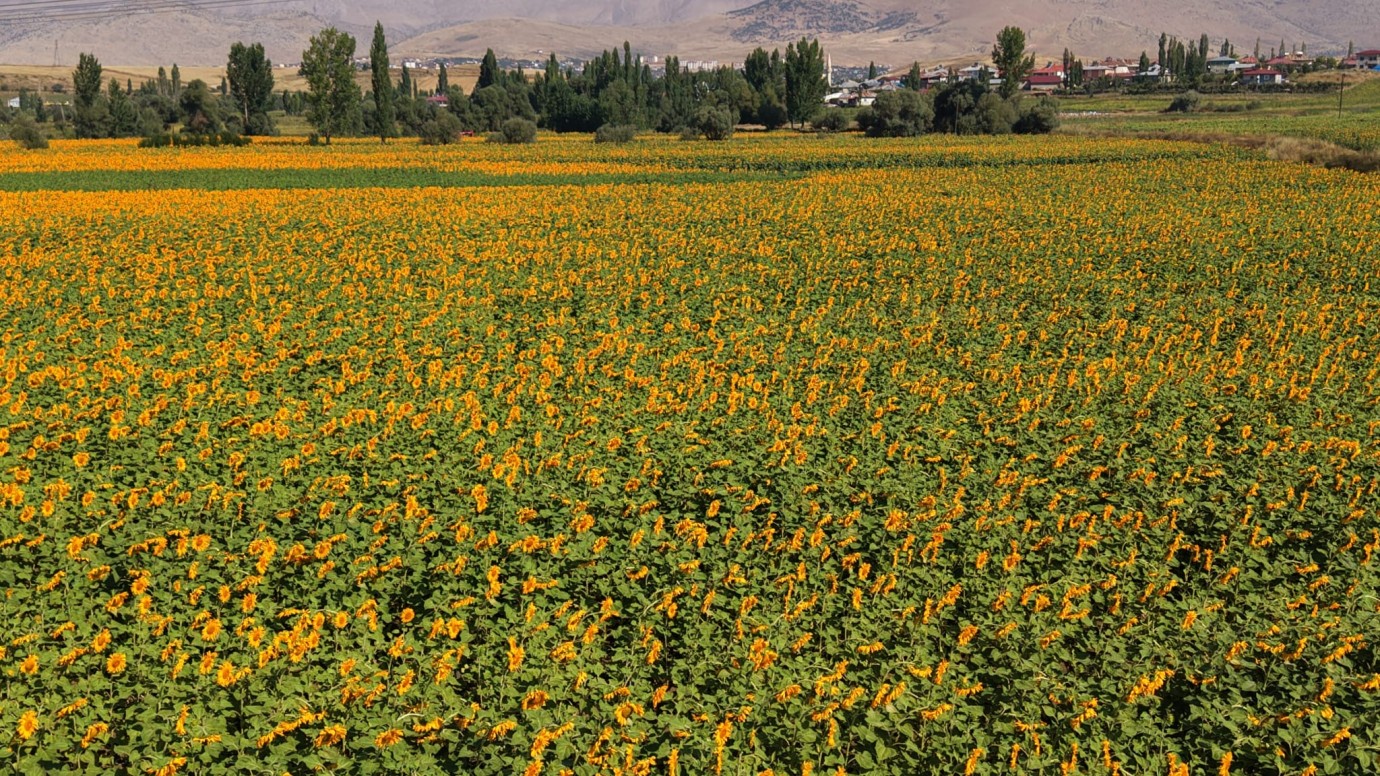 Tufanbeyli İlçesi Sarıya Büründü 