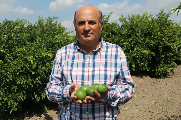 Sezon Limonuna 'Yatak Limon' Engeli 