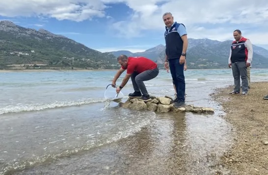 Yavru Sazanlar Su Kaynaklarına Bırakıldı 