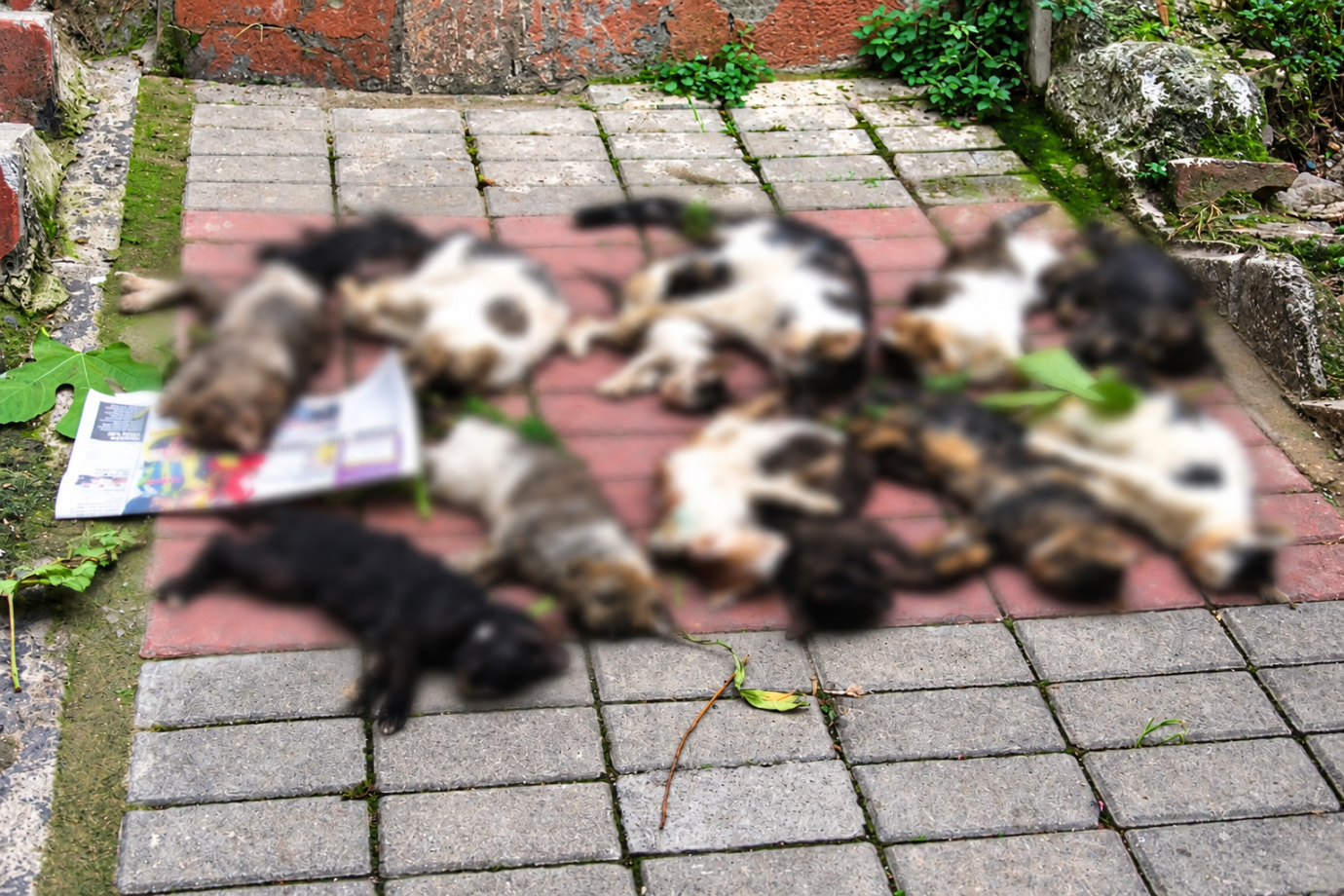 Adana’da Kedi Katliamı İddiası